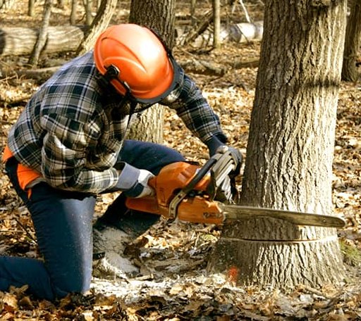 Tree Removal in Mount Royal, NJ